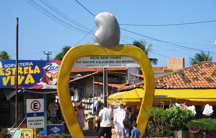 Maior Cajueiro Do Mundo Natal Veja Dicas No Frias Brasil